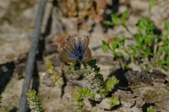 Theclinesthes serpentata