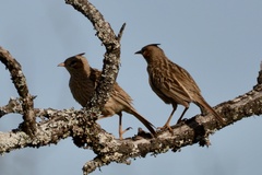 Coryphistera alaudina
