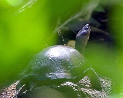 Rhinoclemmys funerea