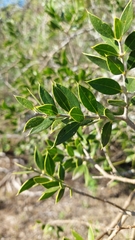 Aspidosperma quebracho-blanco