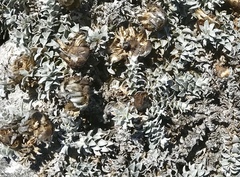 Helichrysum retortum