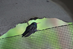 Cynanthus doubledayi