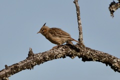 Coryphistera alaudina