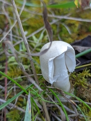 Amanita virosa