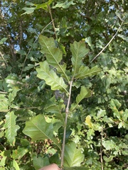 Quercus sinuata sinuata