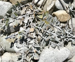 Helichrysum retortum