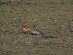 Theristicus caudatus