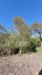 Aspidosperma quebracho-blanco