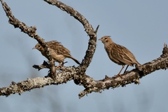 Coryphistera alaudina