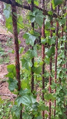 Dioscorea bryoniifolia