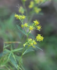 Solidago erecta