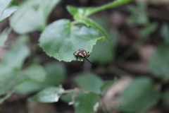 Calopteron