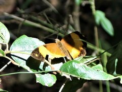 Cupha prosope