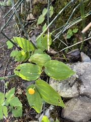 Prosartes trachycarpa