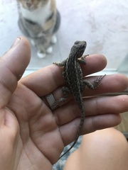 Sceloporus occidentalis