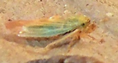 Macrosteles