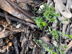 Pimelea humilis