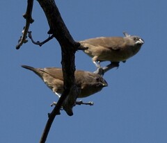 Spermestes cucullata