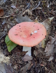 Russula rosacea