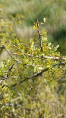 Geoffroea decorticans