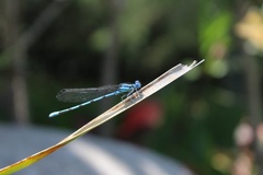 Argia anceps