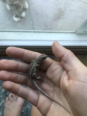 Sceloporus occidentalis