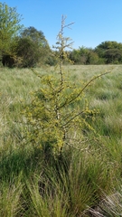 Geoffroea decorticans