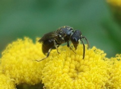 Hylaeus communis
