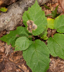 Cameraria hamameliella