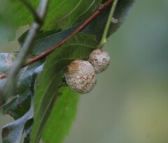 Neolasioptera farinosa