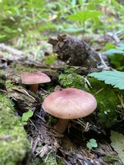 Tricholomopsis rutilans