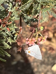 Strymon melinus