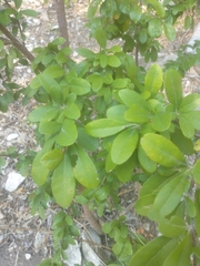 Sideroxylon lanuginosum