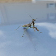 Mantidae
