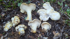 Cantharellus subalbidus
