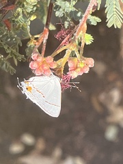 Strymon melinus