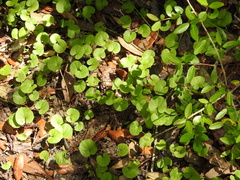 Dichondra carolinensis