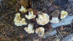 Cantharellus subalbidus