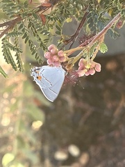 Strymon melinus