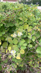 Fothergilla