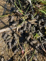 Anaxyrus boreas