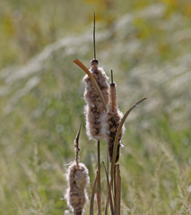Typha latifolia