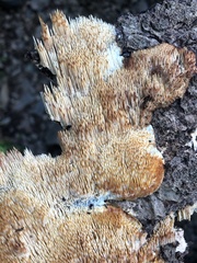 Radulomyces