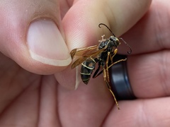 Polistes fuscatus