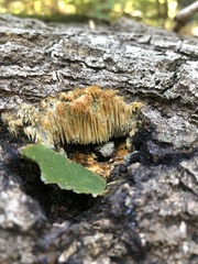 Radulomyces