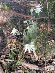 Actinotus helianthi