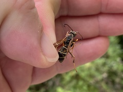 Polistes fuscatus