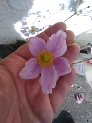 Eriocapitella hupehensis