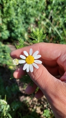 Matricaria chamomilla