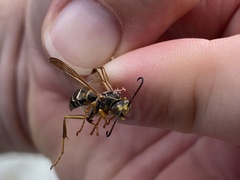 Polistes fuscatus